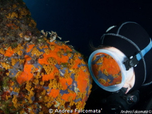 Parazoanthus in the mirror by Andrea Falcomata' 